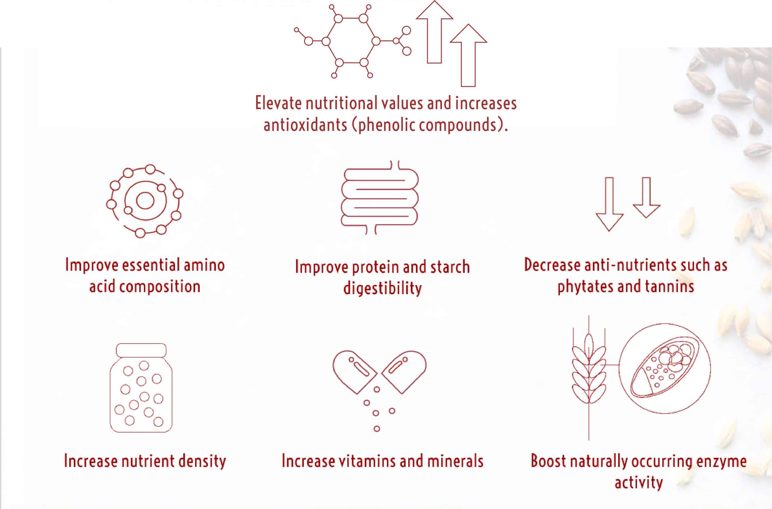 Malting process benefits (2) (002)