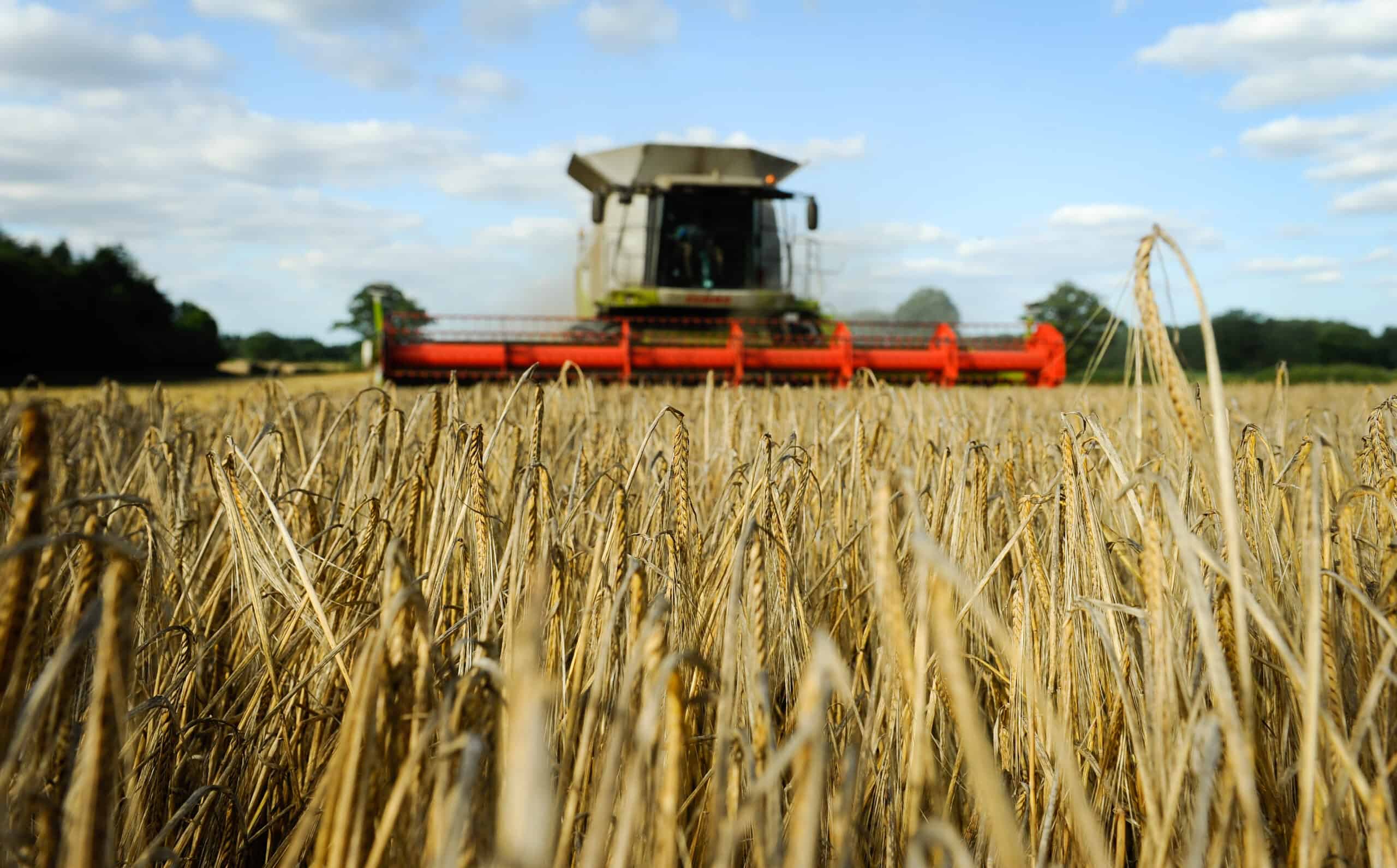 Crisp Maltings barley harvest